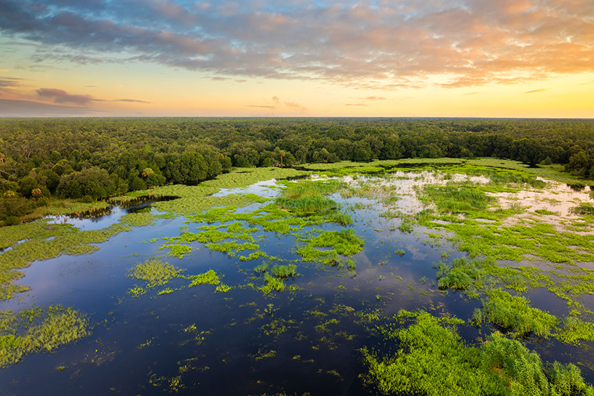 Florida Wetland Florida Wetland